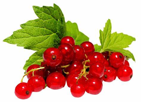 Harvestime Redcurrants 1 Kg (10 x 1Kg | Box)