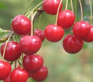 Harvestime Sour Cherries 1kg